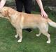 Labrador retriever Pepsi