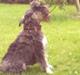 Schnauzer nelli (går med/passer)