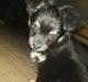 Chihuahua Tyson 