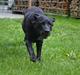 Labrador retriever Hølyst´s Amica R.I.P