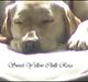 Labrador retriever Sweet yellow chilli rosa.