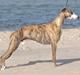 Whippet Duke