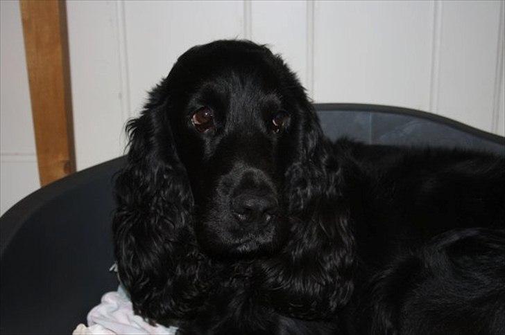 Cocker spaniel Pepper - Søde Pepper :-) billede 1