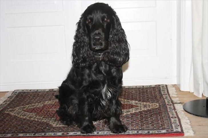 Cocker spaniel Pepper - Nårrh han er sød :-) billede 2