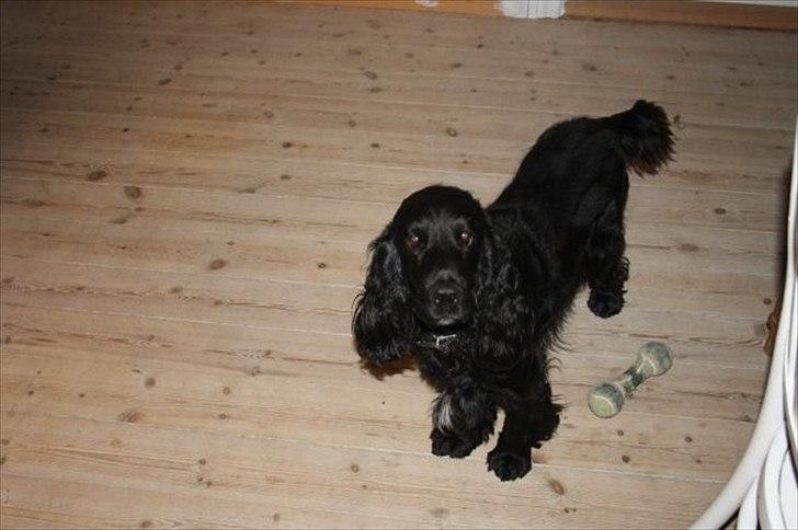 Cocker spaniel Pepper billede 3