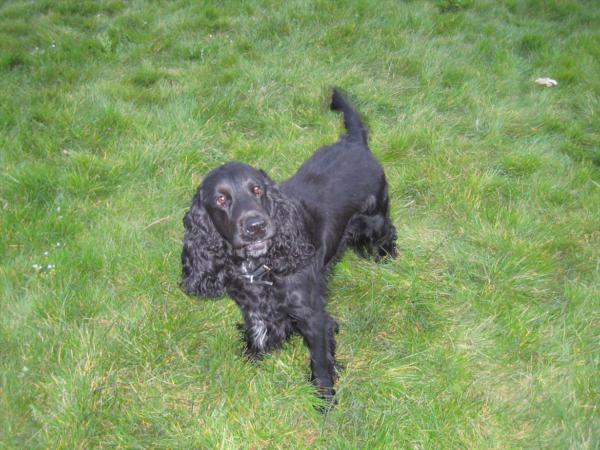Cocker spaniel Pepper - "GIV MIG DEN BOLD NU!!":-) billede 4