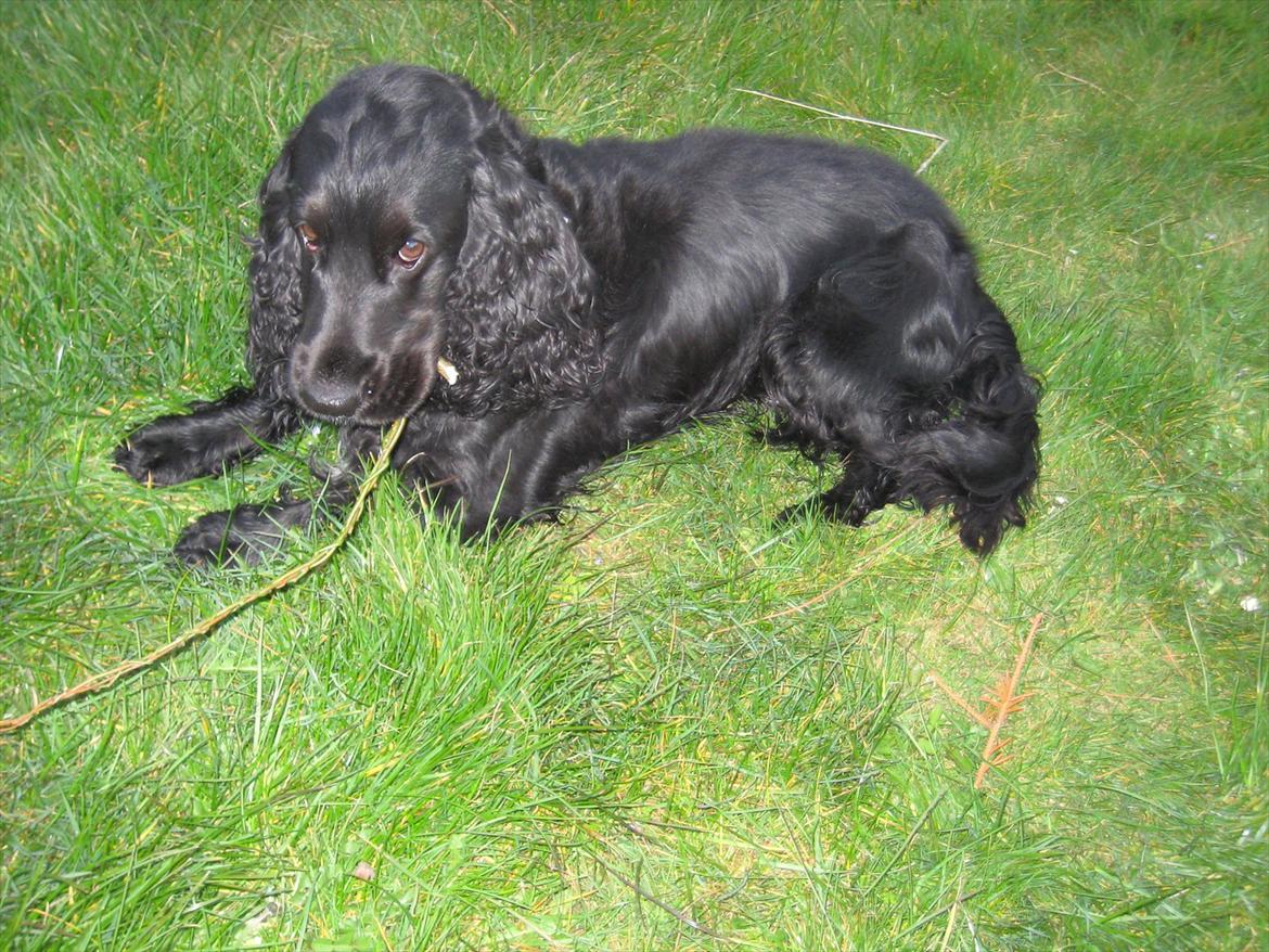Cocker spaniel Pepper - Pepper gnaver på en gren :-) billede 5