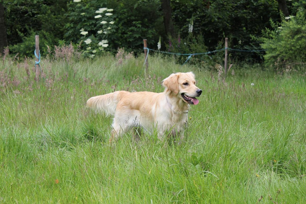 Golden retriever Liva billede 7