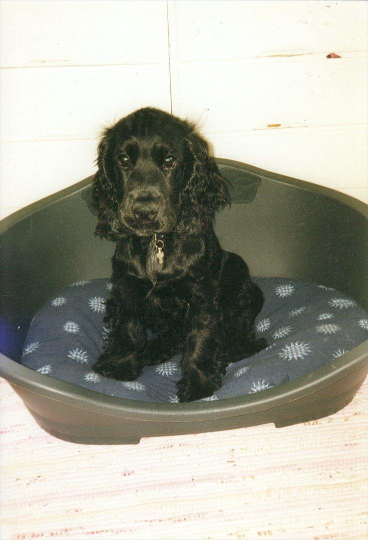 Cocker spaniel Pepper - Babypepper <3 billede 6