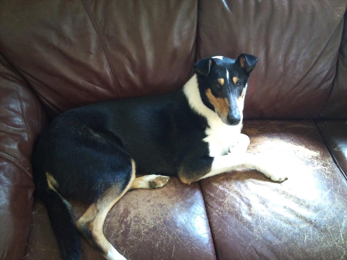 Collie korthåret Barney billede 9