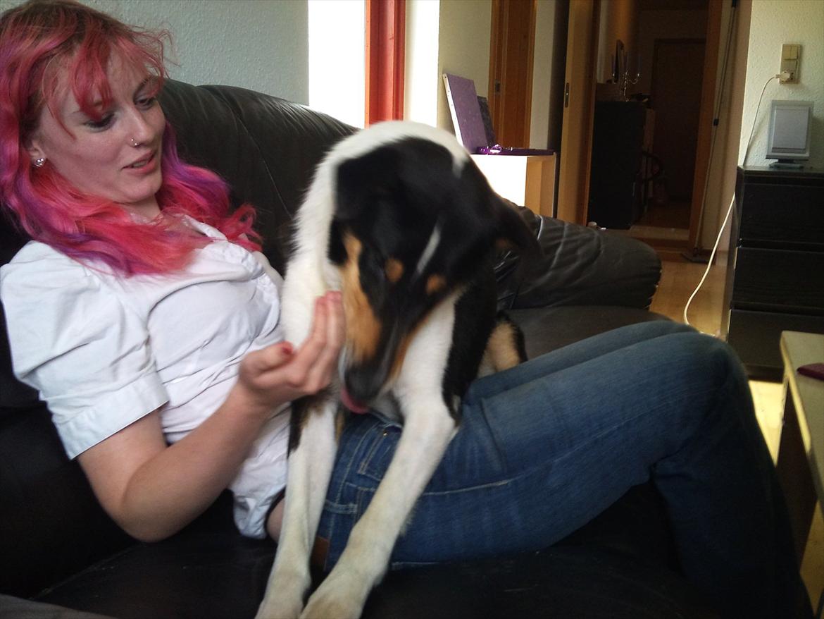 Collie korthåret Barney billede 3