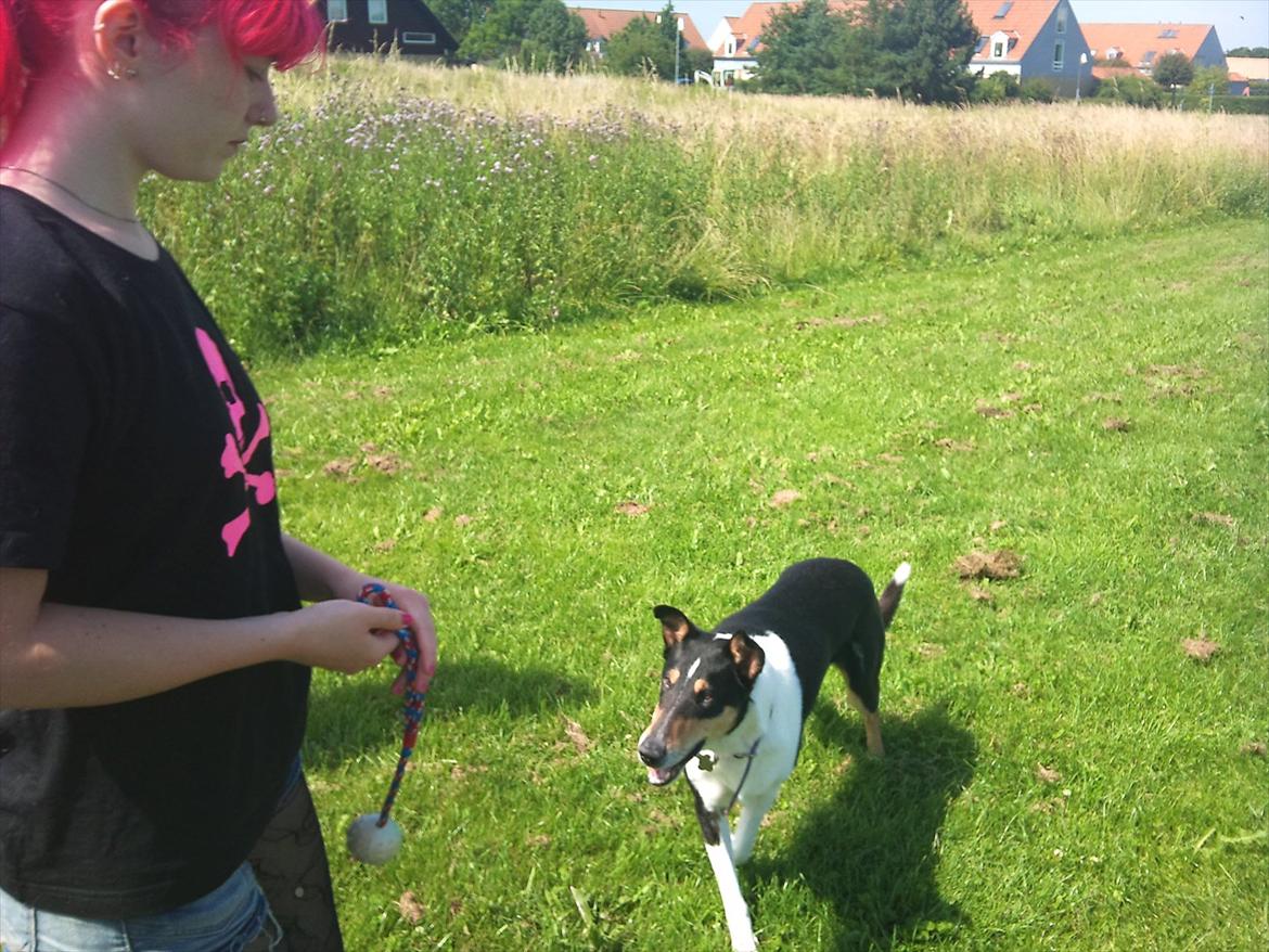 Collie korthåret Barney billede 5