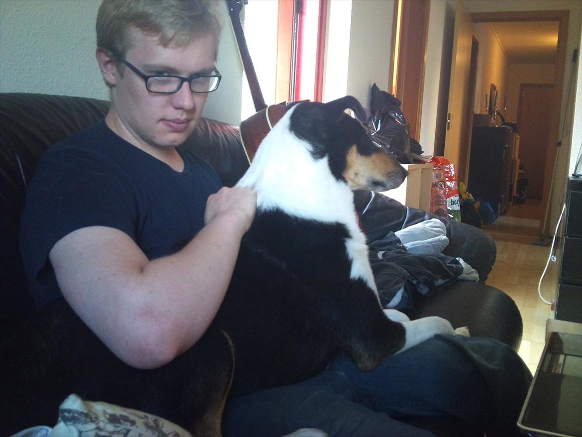 Collie korthåret Barney billede 7