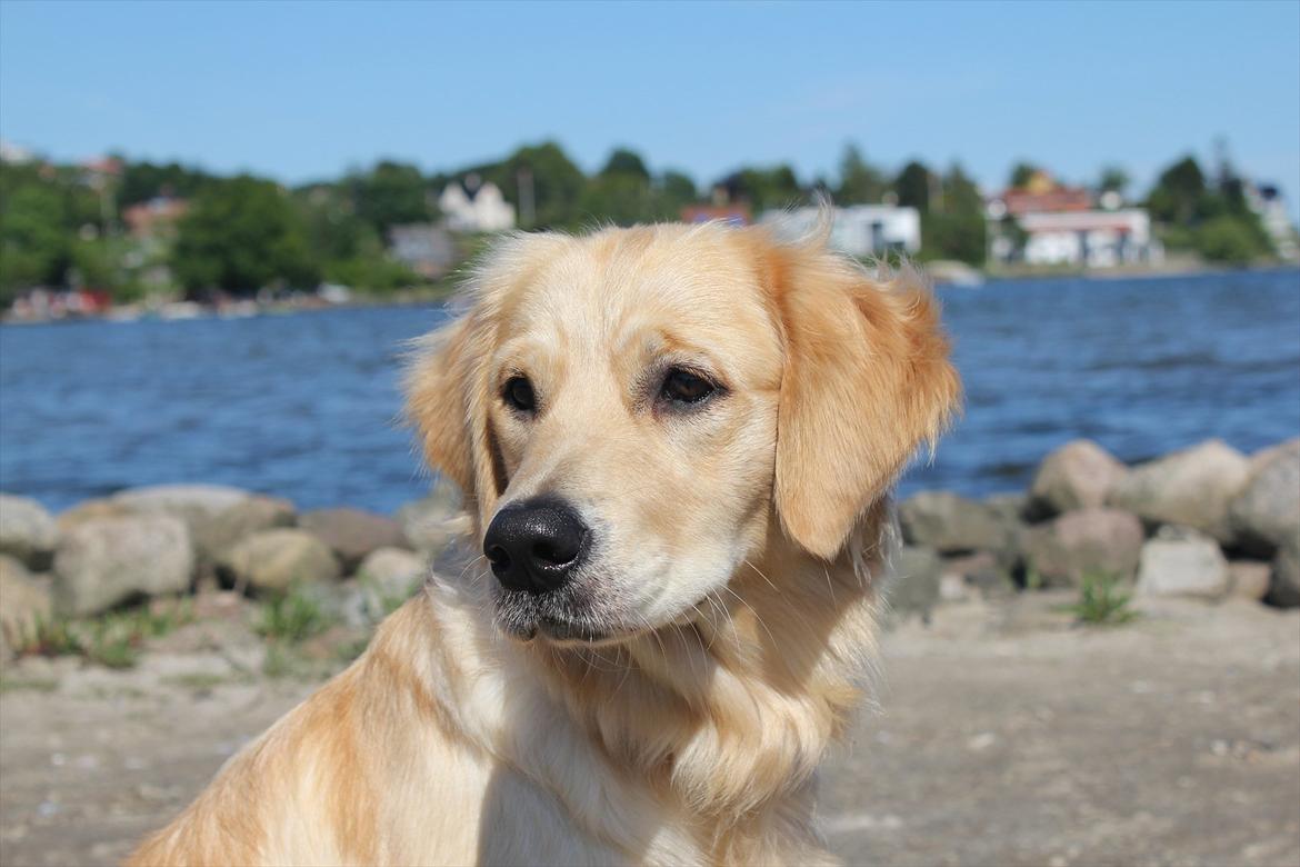 Golden retriever Liva - Velkommen til Liva's profil :) billede 3