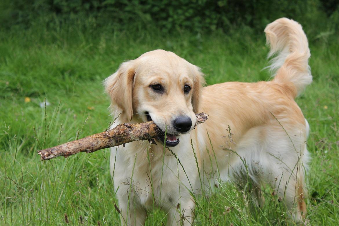 Golden retriever Liva - Smukke <3 billede 2