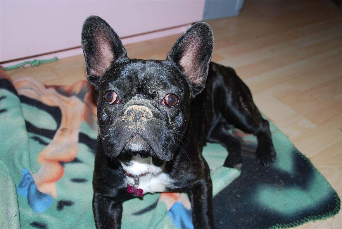 Fransk bulldog Berta <3 - damp :* - Sådan ser man ud, når man har roder i sand :b
- bæløjet hund evt. ? billede 12