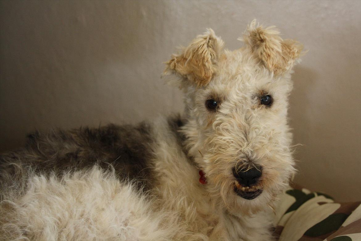 Ruhåret foxterrier Vega - My soulmate <3 billede 2