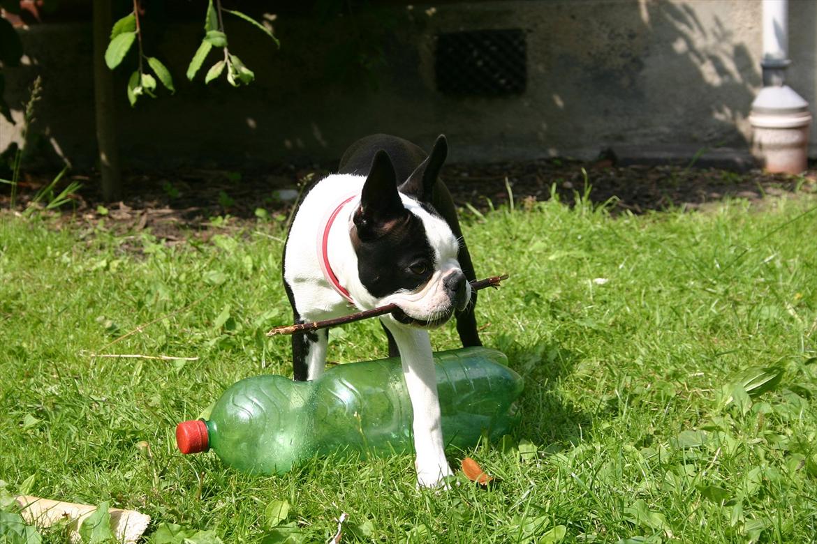 Boston terrier Wilma billede 8
