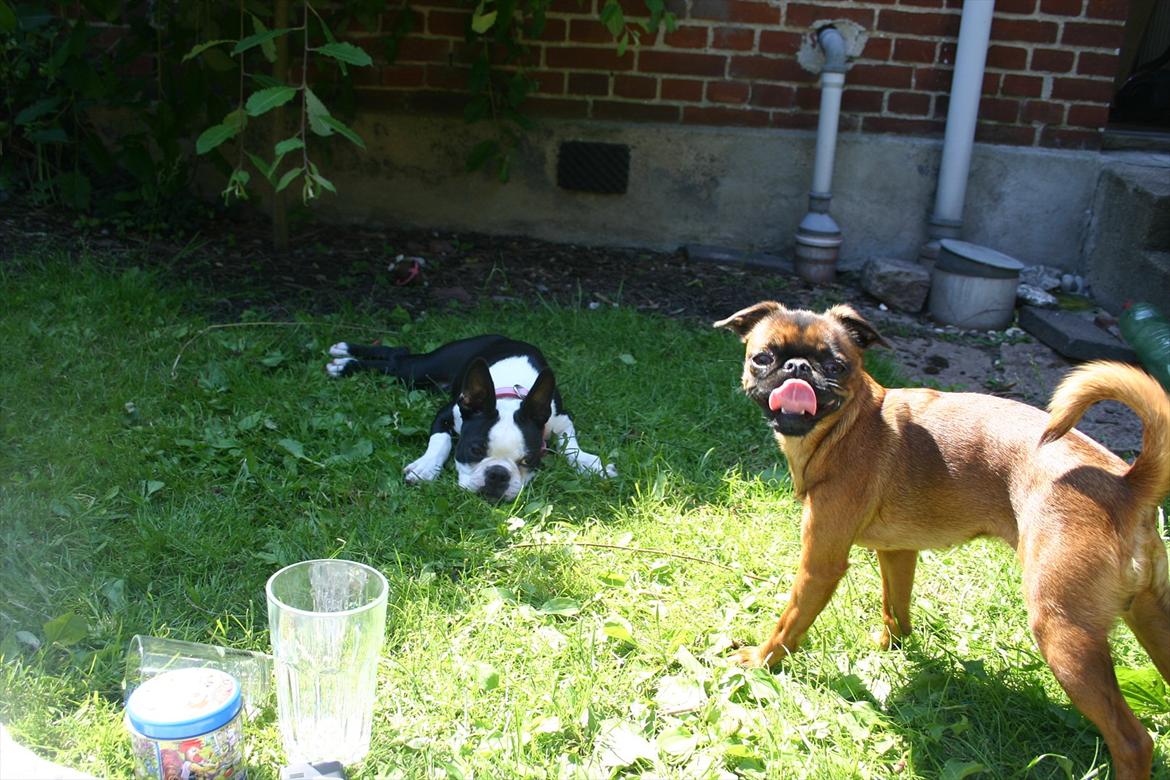 Boston terrier Wilma - Wilma og hendes bedste ven Chili:) billede 9