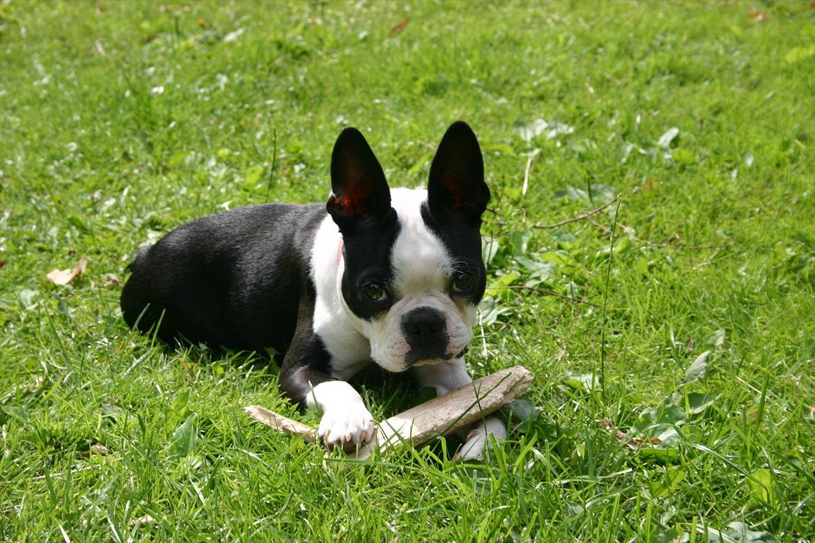 Boston terrier Wilma billede 1