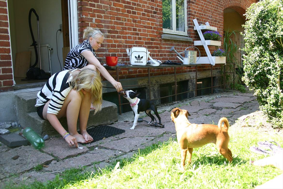 Boston terrier Wilma billede 10