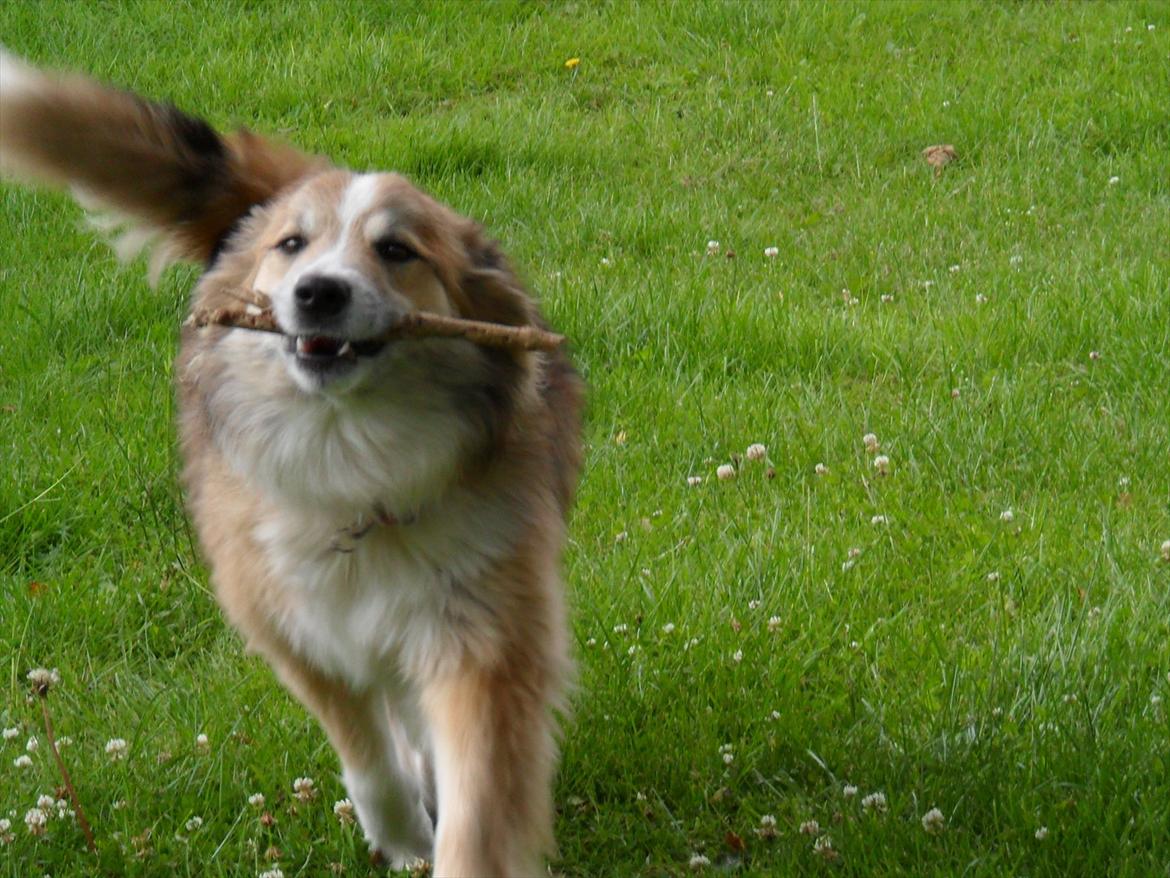 Islandsk fårehund Linus billede 16