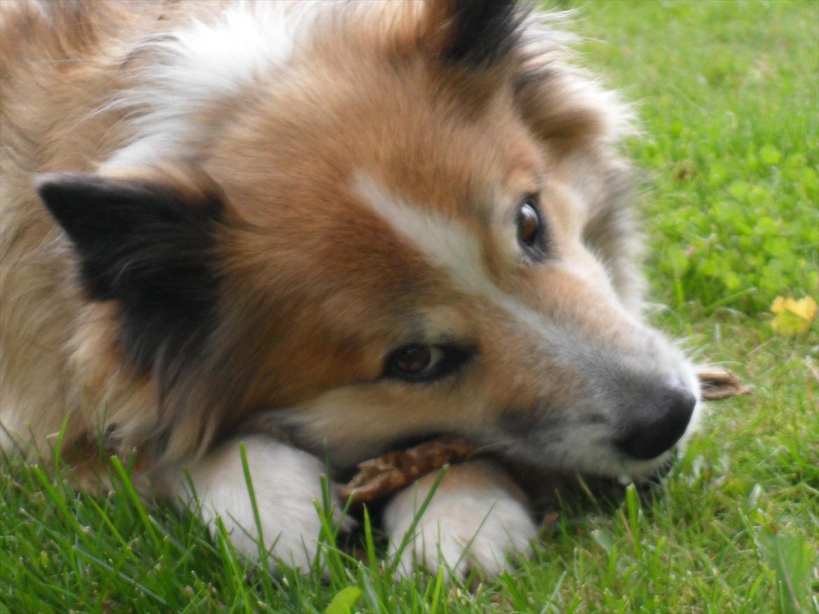 Islandsk fårehund Linus billede 17