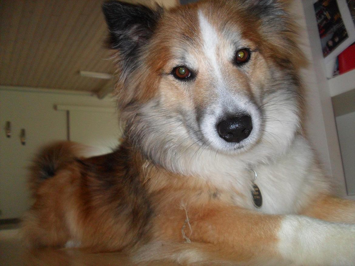 Islandsk fårehund Linus billede 18