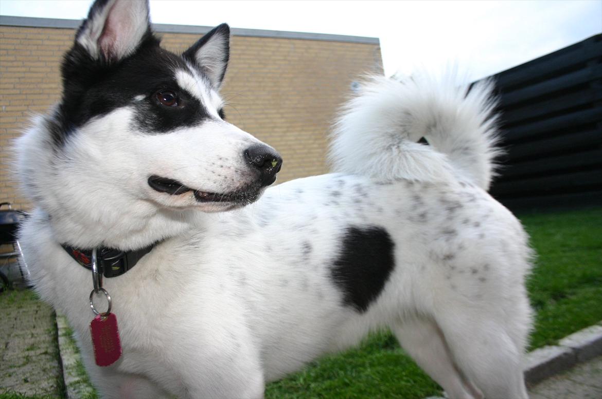 Alaskan husky Cayza billede 1
