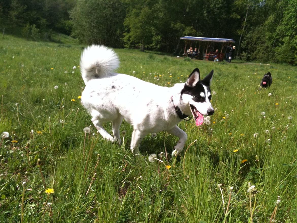 Alaskan husky Cayza billede 2