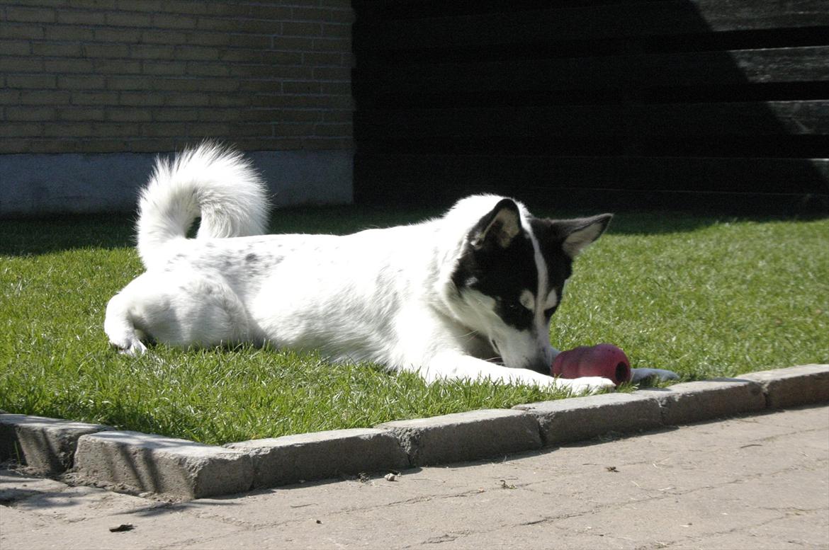 Alaskan husky Cayza billede 3