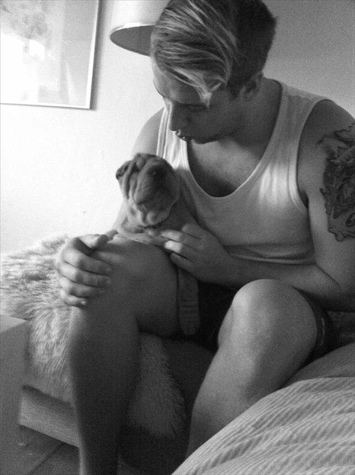 Shar pei Belle - Lille Belle, store farmand billede 13