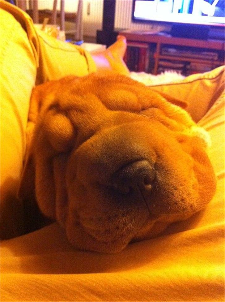 Shar pei Belle billede 15