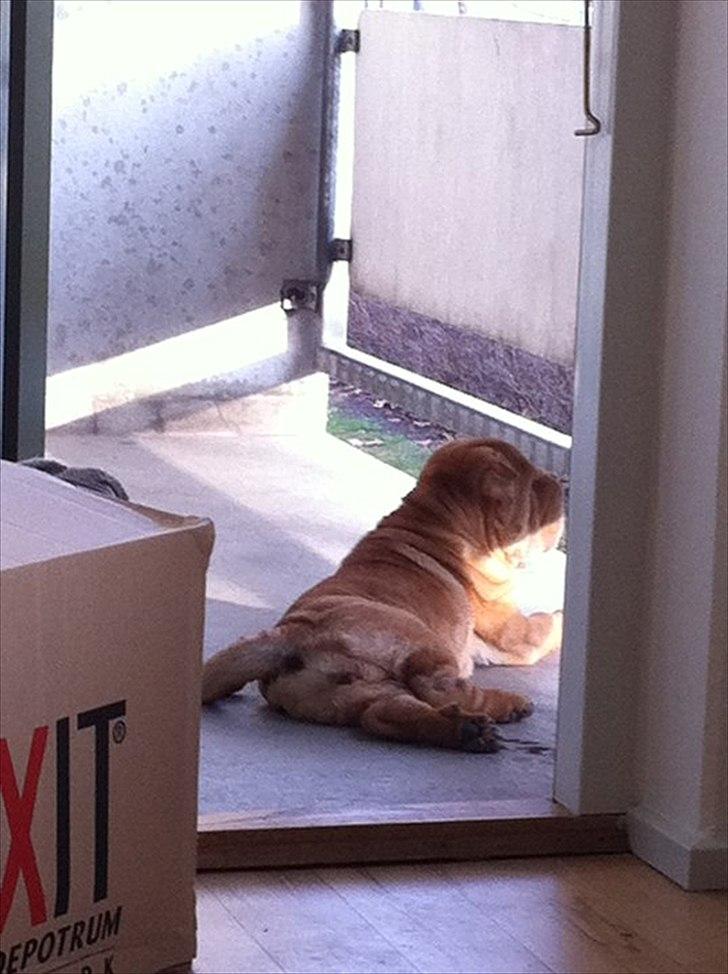 Shar pei Belle billede 16