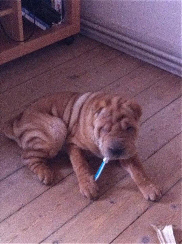 Shar pei Belle billede 17