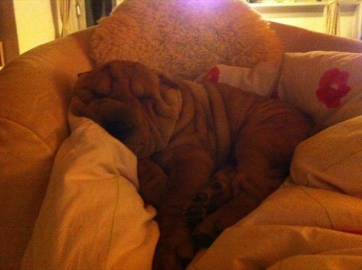 Shar pei Belle billede 18