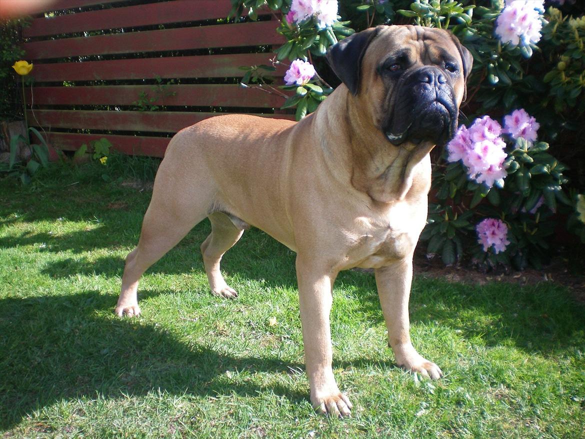 Bullmastiff Ace of Beton`s Agori (Cujo) billede 1