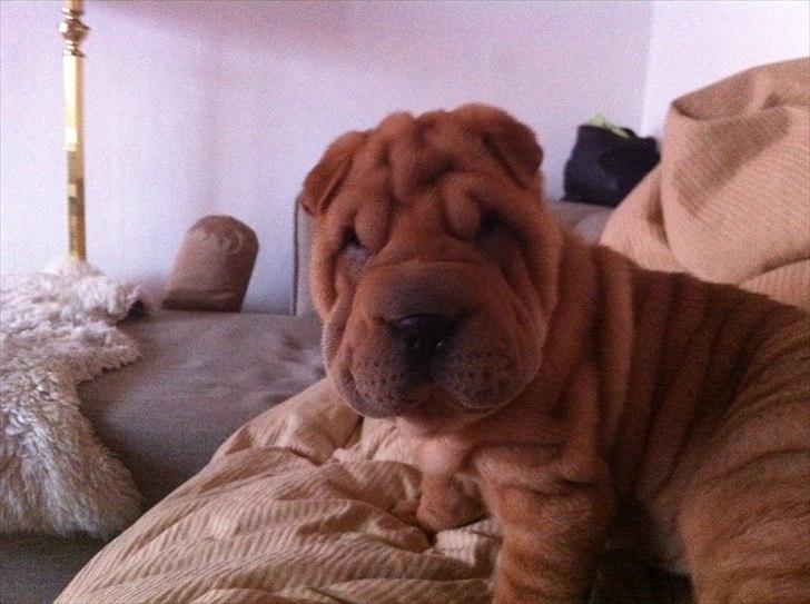 Shar pei Belle billede 5