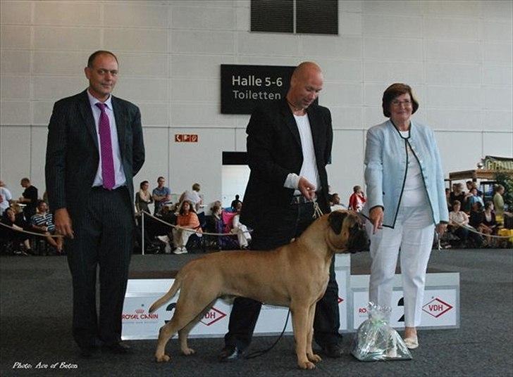 Bullmastiff Ace of Beton`s Agori (Cujo) billede 2