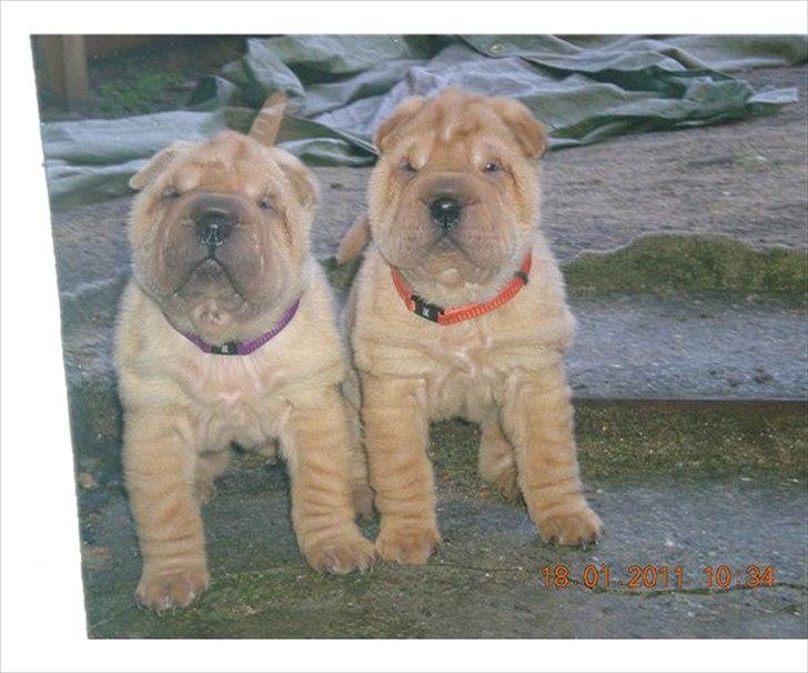Shar pei Belle - Belle med sin bror billede 19