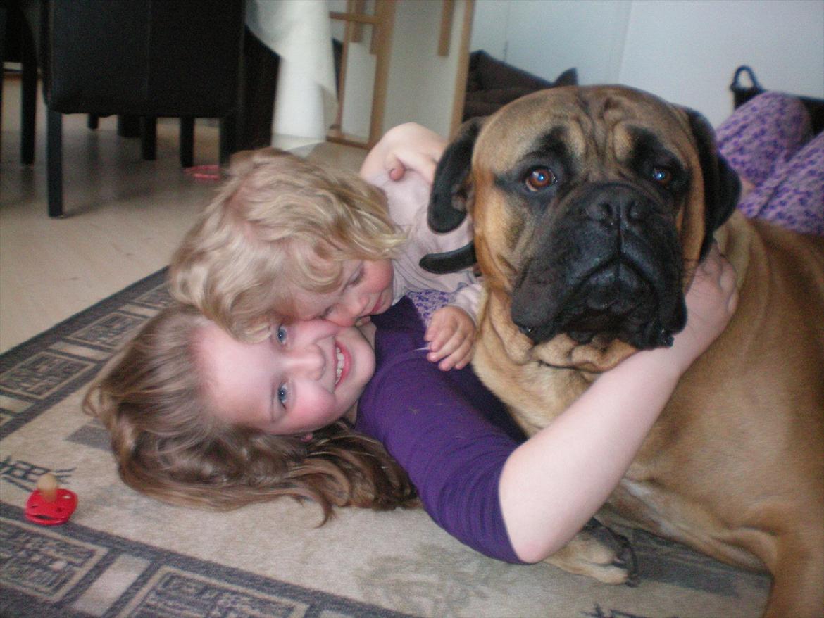 Bullmastiff Ace of Beton`s Agori (Cujo) billede 3