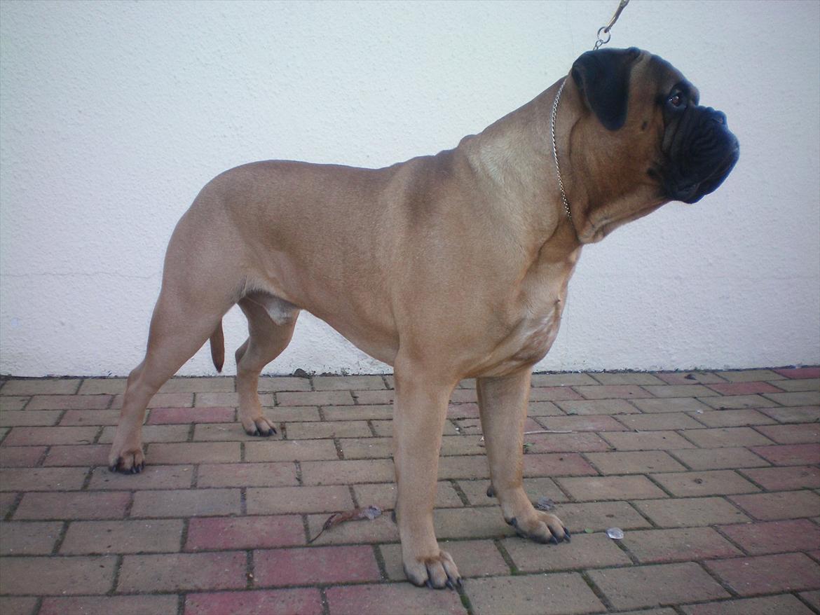 Bullmastiff Ace of Beton`s Agori (Cujo) billede 4