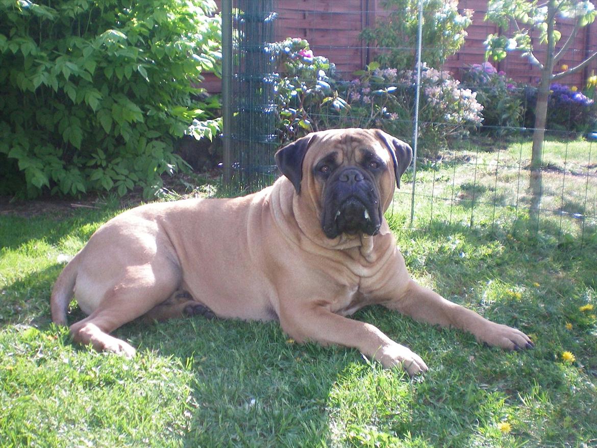 Bullmastiff Ace of Beton`s Agori (Cujo) billede 5