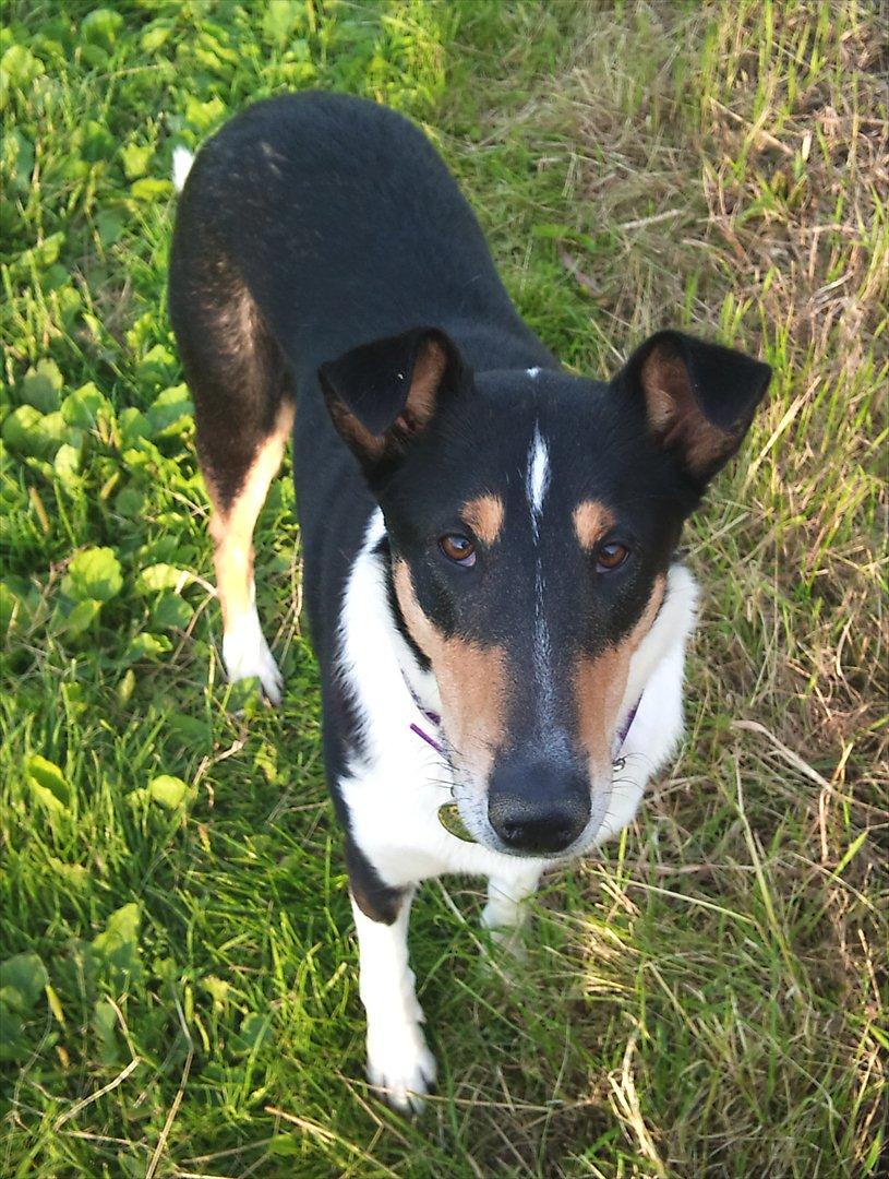 Collie korthåret Barney billede 8
