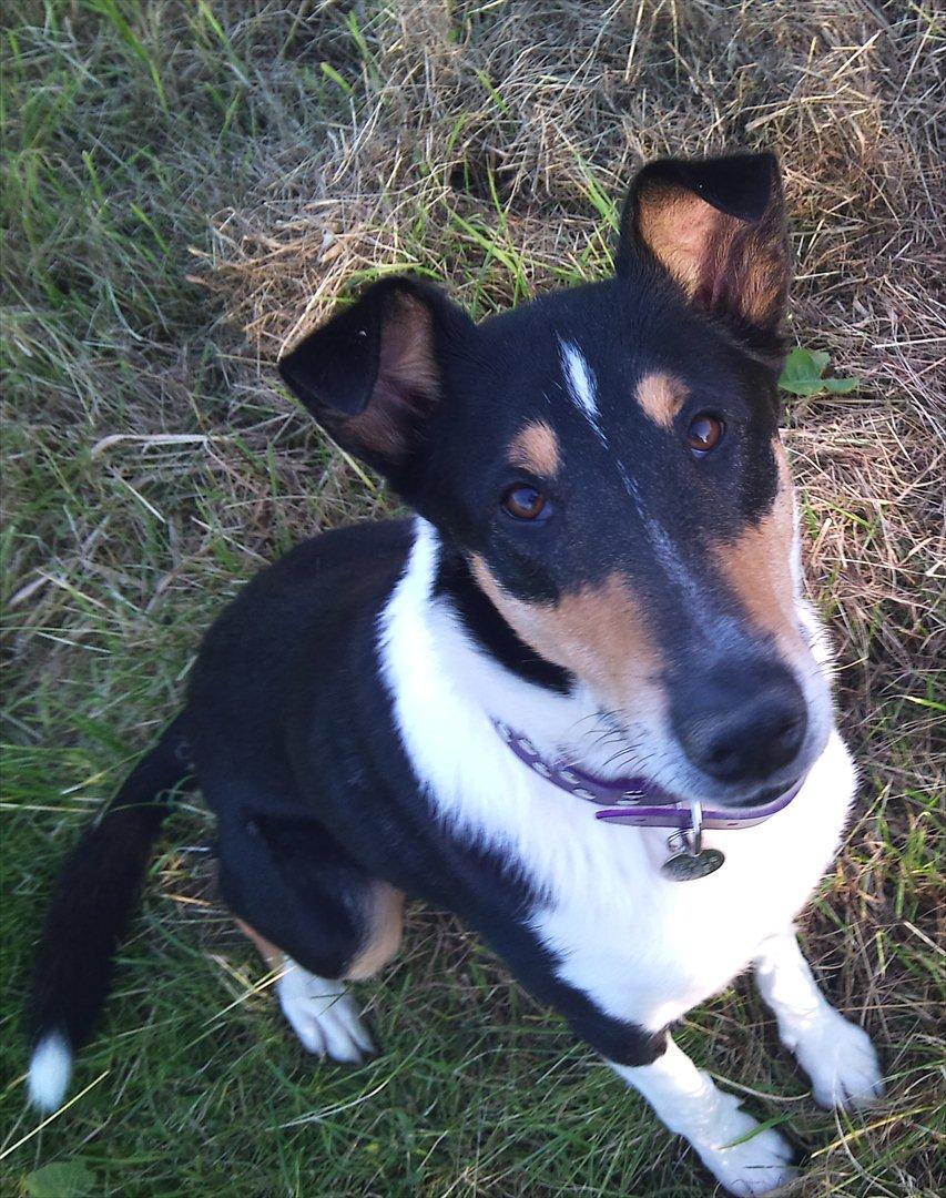 Collie korthåret Barney billede 1