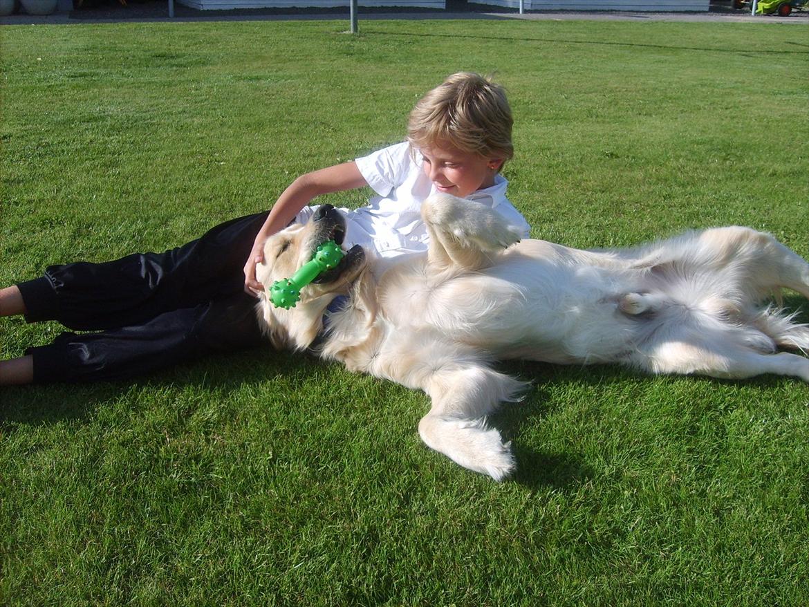 Golden retriever rocki billede 15