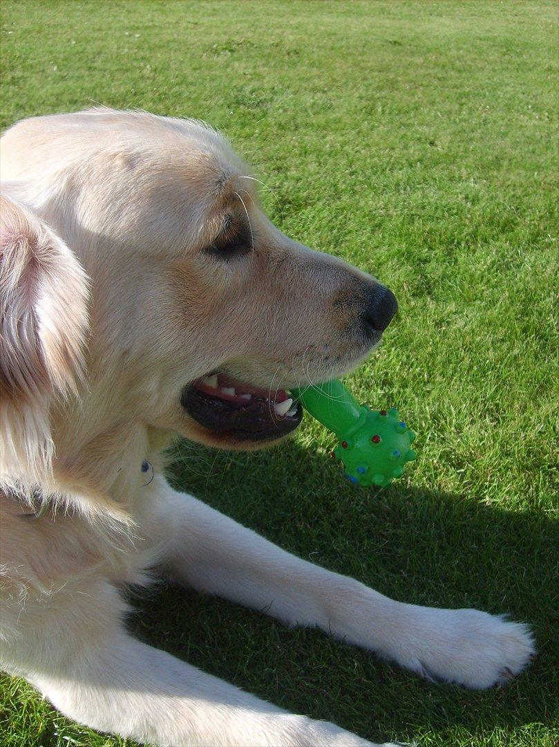 Golden retriever rocki billede 16