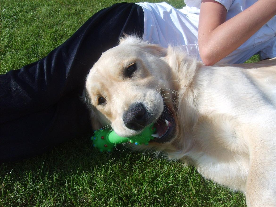 Golden retriever rocki billede 17