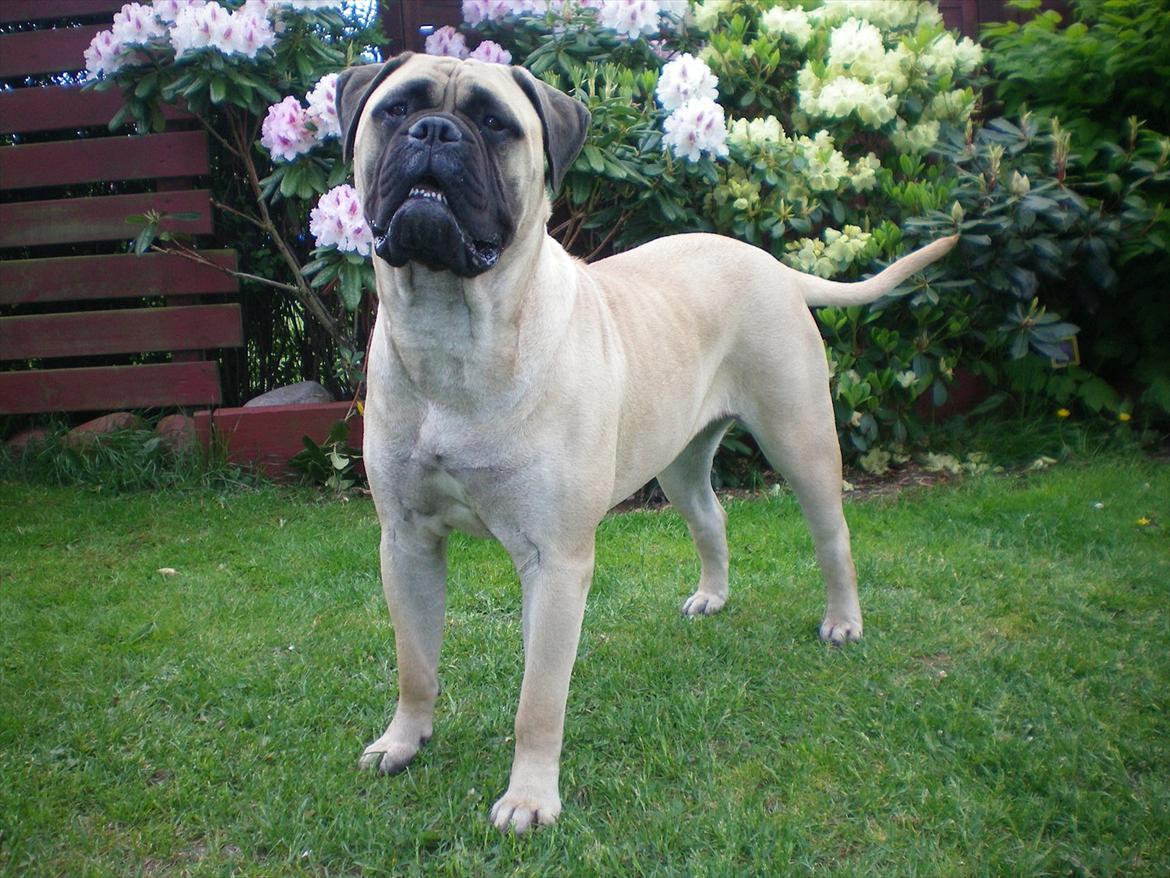 Bullmastiff Sotarbacken`s Candy Bar Crunch(Candy) billede 1