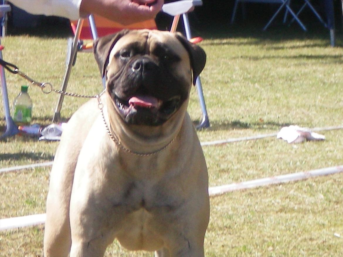 Bullmastiff Sotarbacken`s Candy Bar Crunch(Candy) billede 2
